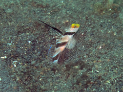 Stonogobiops nematodes