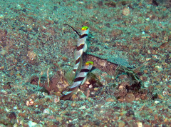 Stonogobiops nematodes