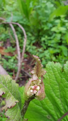 Psacalium amplifolium