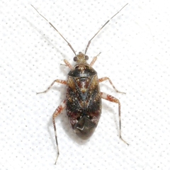 Taedia