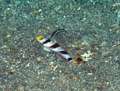 Stonogobiops nematodes