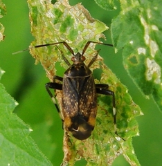 Taedia