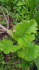 Psacalium amplifolium