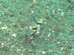 Stonogobiops nematodes