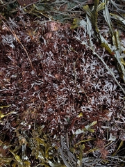 Chondrus crispus