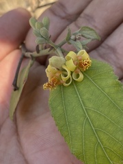 Grewia tiliifolia