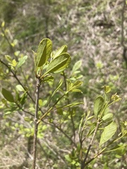 Fraxinus albicans