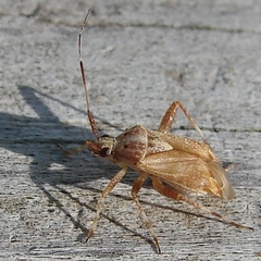 Taedia