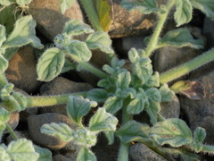 Heliotropium supinum