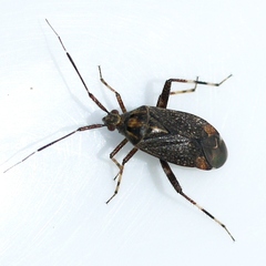 Taedia