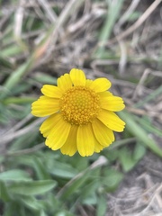 Tetraneuris linearifolia