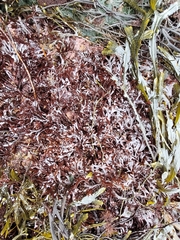 Chondrus crispus