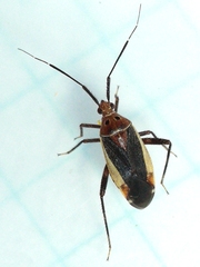 Taedia