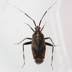Taedia