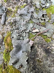 Dermatocarpon miniatum