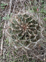 Hamatocactus setispinus