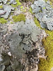 Dermatocarpon miniatum