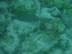 Acanthurus chirurgus