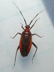 Taedia