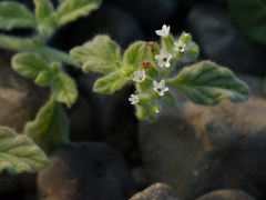 Heliotropium supinum