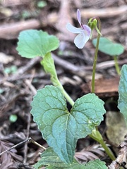 Viola ocellata
