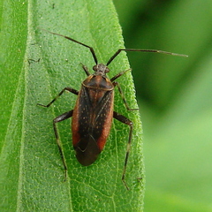 Taedia