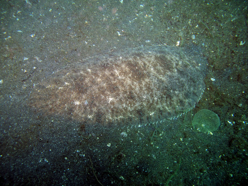Mixedscale sole (Brachirus heterolepis) — Soleidae — 5
