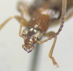 Statira