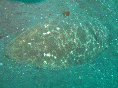 Dagetichthys marginatus