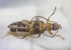 Statira