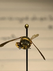 Ectemnius decemmaculatus