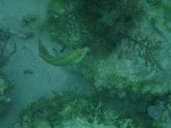 Halichoeres maculipinna