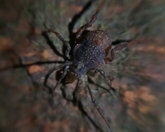 Acanthoprocta pustulata