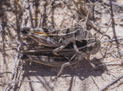 Dichroplus pratensis