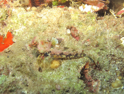 Bartels' dragonet (Synchiropus bartelsi) — Callionymidae