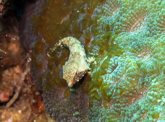 Synchiropus bartelsi