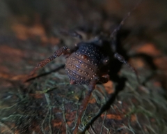 Acanthoprocta pustulata