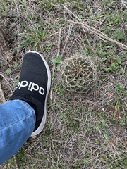 Hamatocactus setispinus