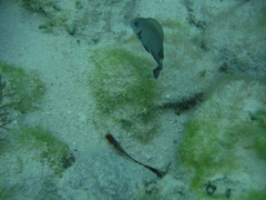 Acanthurus chirurgus