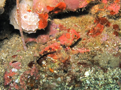 Synchiropus morrisoni