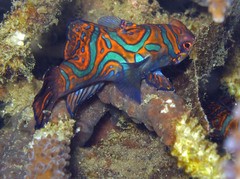Synchiropus splendidus