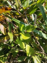 Lardizabala biternata