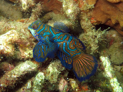 Synchiropus splendidus