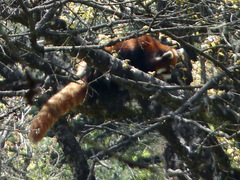 Ailurus fulgens