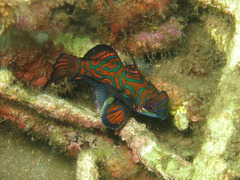 Synchiropus splendidus