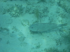 Sparisoma chrysopterum