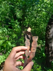 Anadenanthera colubrina