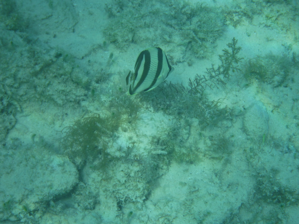 Banded Butterflyfish in December 2015 by Moses J. Michelsohn · iNaturalist