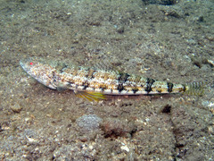 Synodus dermatogenys