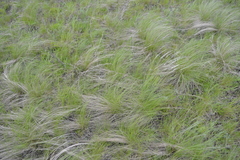 Stipa tirsa